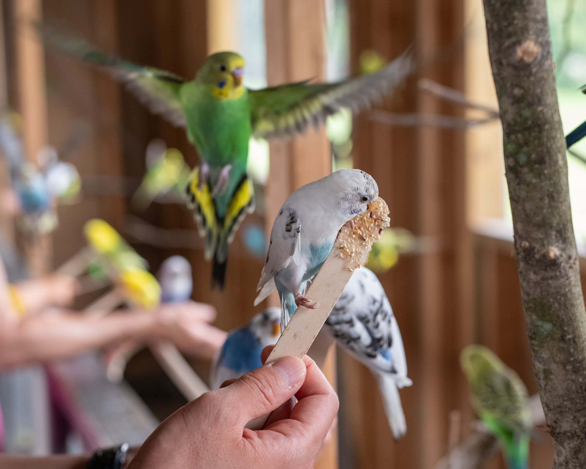 Budgie Barn - White House Fruit Farm