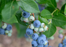 Blueberry vine