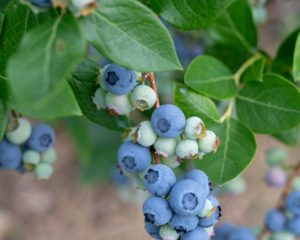 Blueberry vine