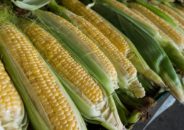 Corn