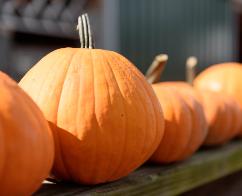 Behind The Seeds - White House Fruit Farm