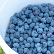bucket of blueberries