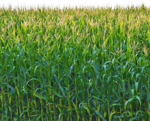 corn field