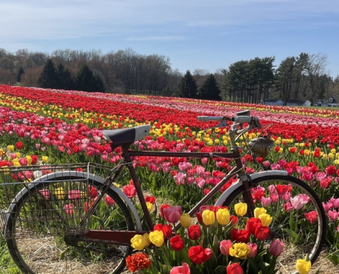 Vintage Hercules bicycle amidst rows of brightly colored tulips